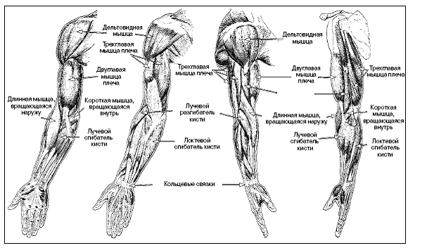 Рука человека название. Мышцы верхней конечности анатомия. Мышцы руки анатомия человека. Мышцы верхних конечностей анатомия рисунок. Мышцы руки и плеча схема.